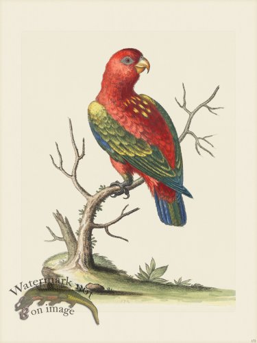 (image for) Edwards 172 Scarlet Lory