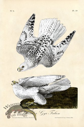 (image for) Iceland or Jyr Falcon