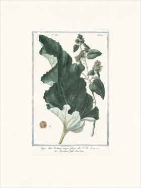 Bonelli 683 turkey burrseed