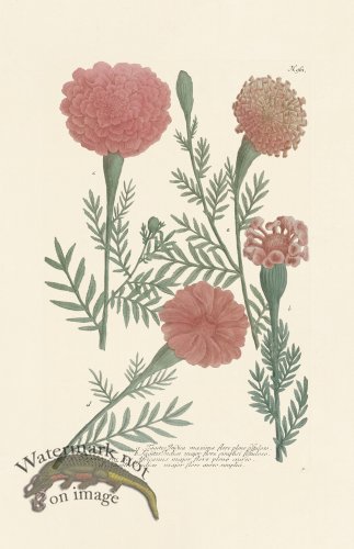 (image for) Weinmann PL 961