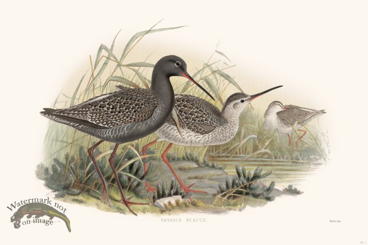(image for) Gould Shore Bird 007