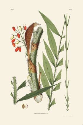 Rodrigues Palm Front 056