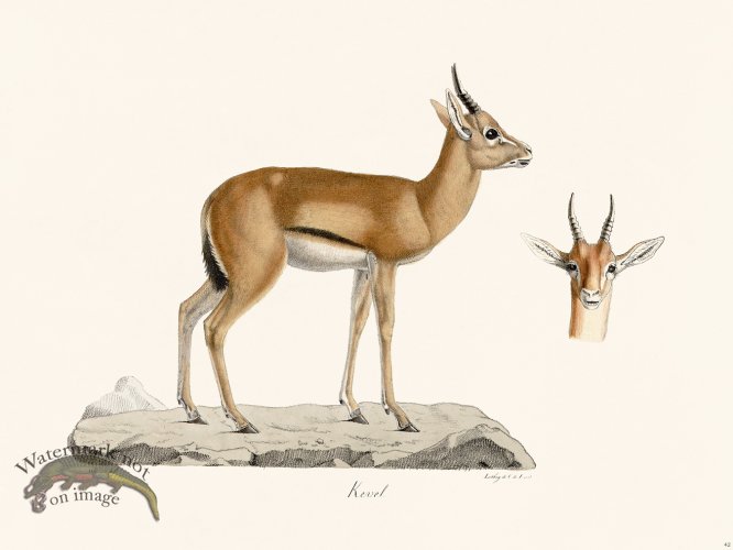 (image for) Cuvier 042 Keuel