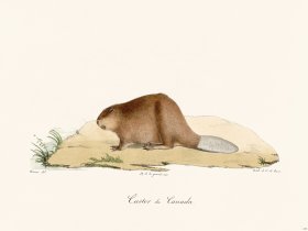 Cuvier 210 Beaver Of Canada