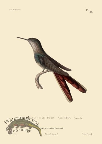 (image for) Humming Bird 28