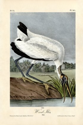 Wood Ibis