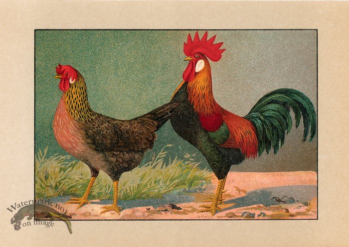 (image for) Chicken 68