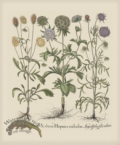 (image for) Besler 258 Colored B2