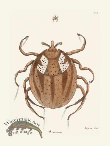 (image for) 335 Acarus Lozenge