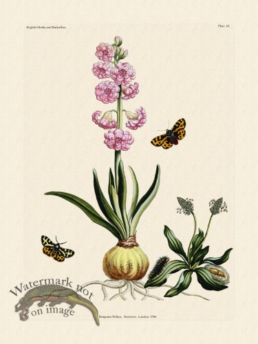 (image for) Wilkes Butterflies 063