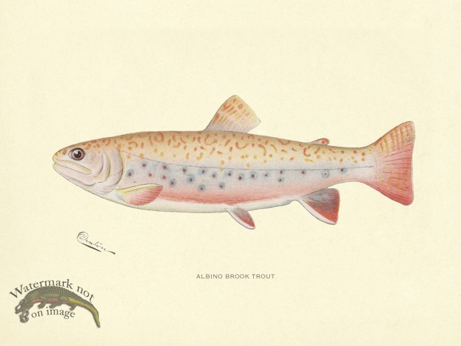 (image for) Trout - Albino Brook