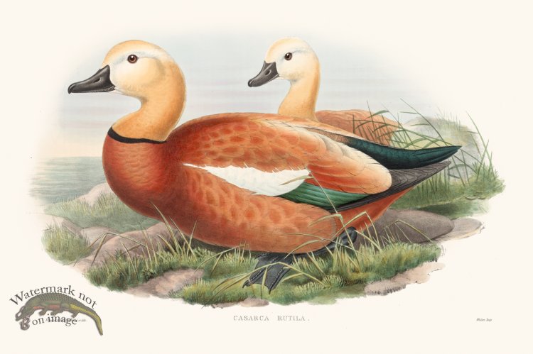 (image for) Gould Waterfowl 12