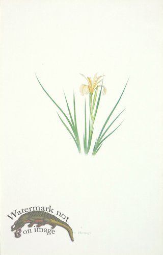 (image for) Dykes Iris 27