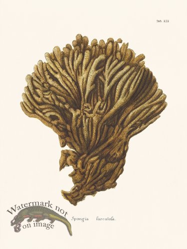 (image for) Esper Coral 019