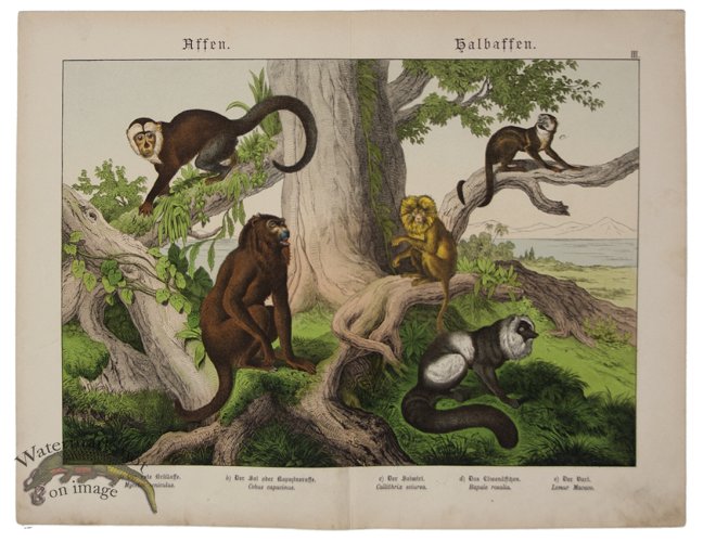 (image for) Silky Marmoset Red Howler 