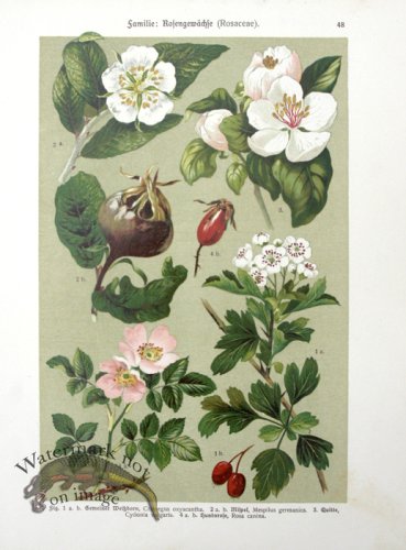 (image for) Botanical Atlas 1911 14