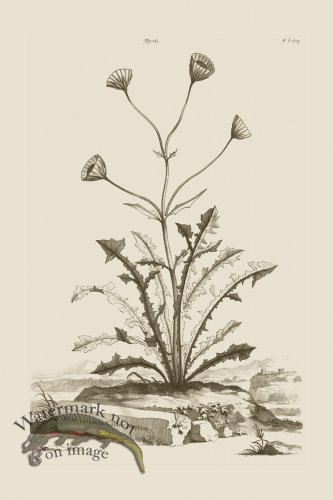 (image for) Abraham Munting 183