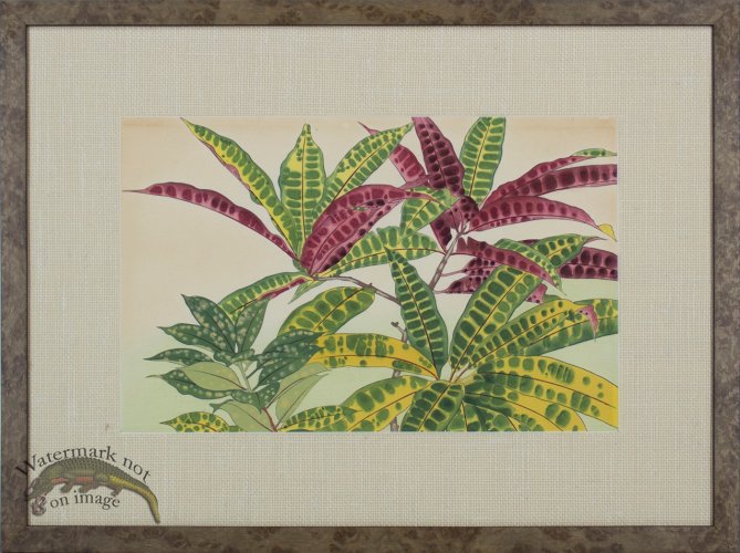 (image for) Tropical Plant from 1880