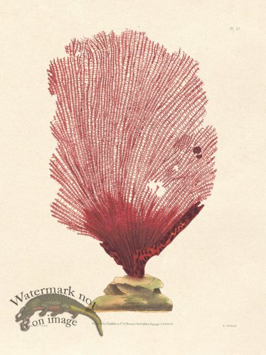 (image for) Shaw Nodder SL 27