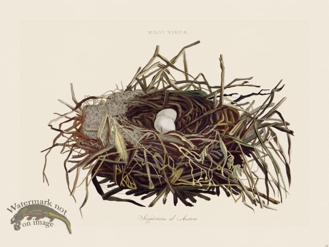 (image for) Nozeman Bird 102