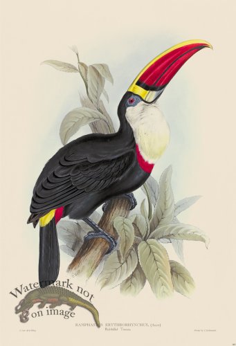 (image for) Red Billed Toucan
