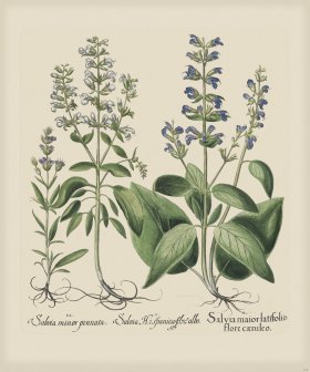 Besler 238 Colored B2