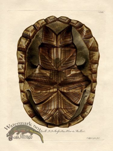 Trew Turtle Shell 13