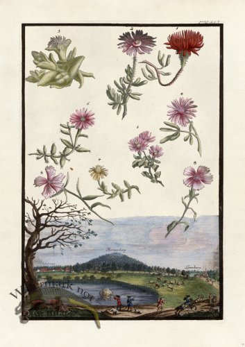 (image for) Volckamer 094