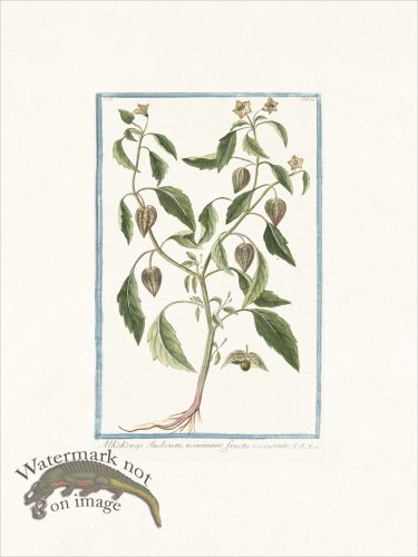 (image for) Bonelli 164 Alkekengi Indicum
