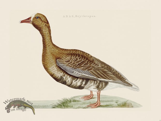 (image for) Nozeman Bird 090