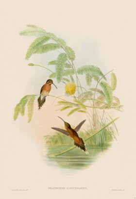 Gould Hummingbird 031