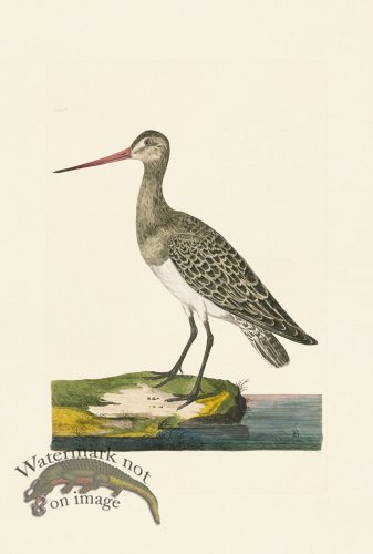 (image for) Pennant Zoology 006