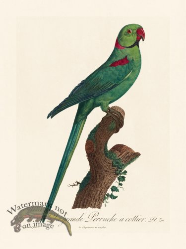 (image for) Barraband Parrot 030