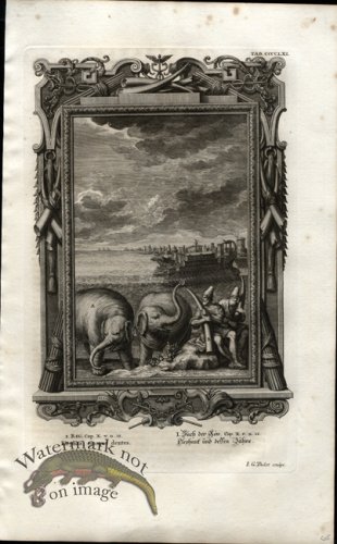 (image for) Scheuchzer 19