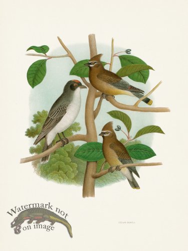 Thomas Gentry Bird 25