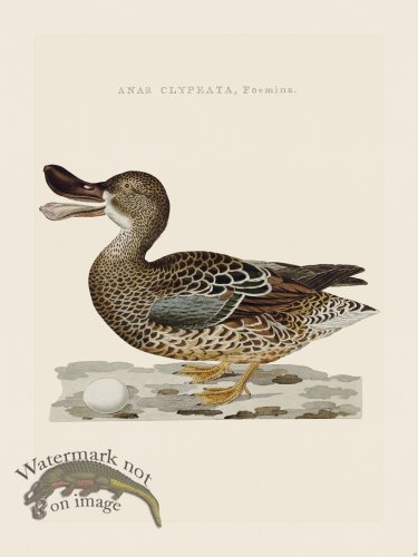 (image for) Nozeman Bird 044