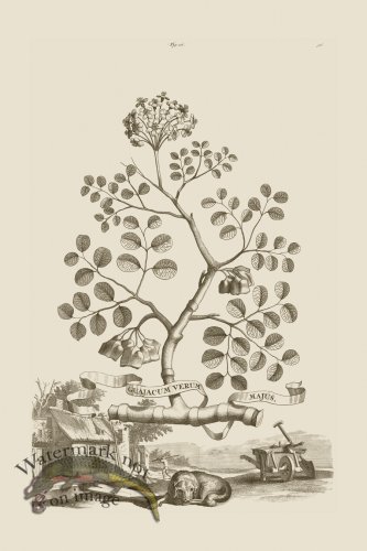 (image for) Abraham Munting 016