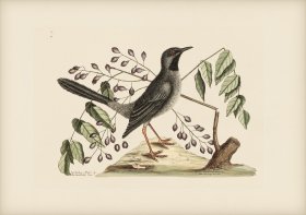 030 Red Legged Thrush
