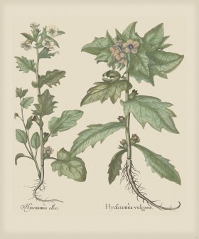 Besler 245 Colored B2