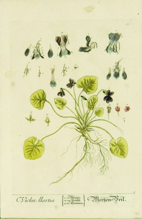 Blackwell German 105