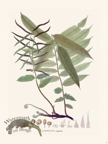 (image for) Ferns of Brazil 08