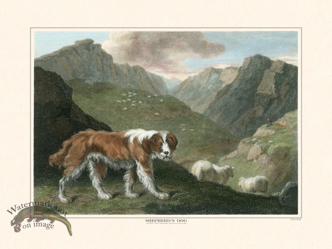 (image for) TSR Shepherds Dog
