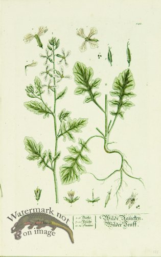 (image for) Blackwell German 084