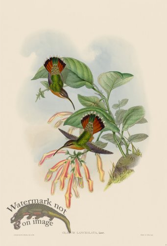 (image for) Gould Hummingbird 008