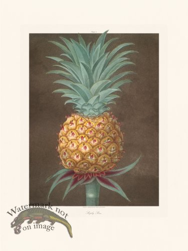 (image for) Brookshaw Fruit 04