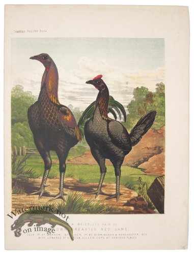 (image for) Brown Breasted Game