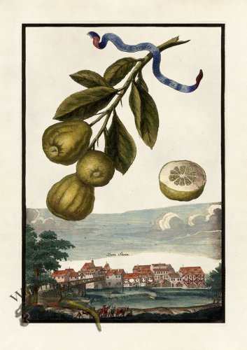 (image for) Volckamer 038