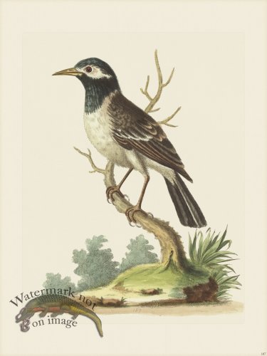 (image for) Edwards 187 BnW Indian Starling