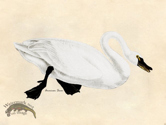 (image for) American Swan - Tribute Bd 35