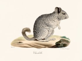 Cuvier 285 Ehinchilla